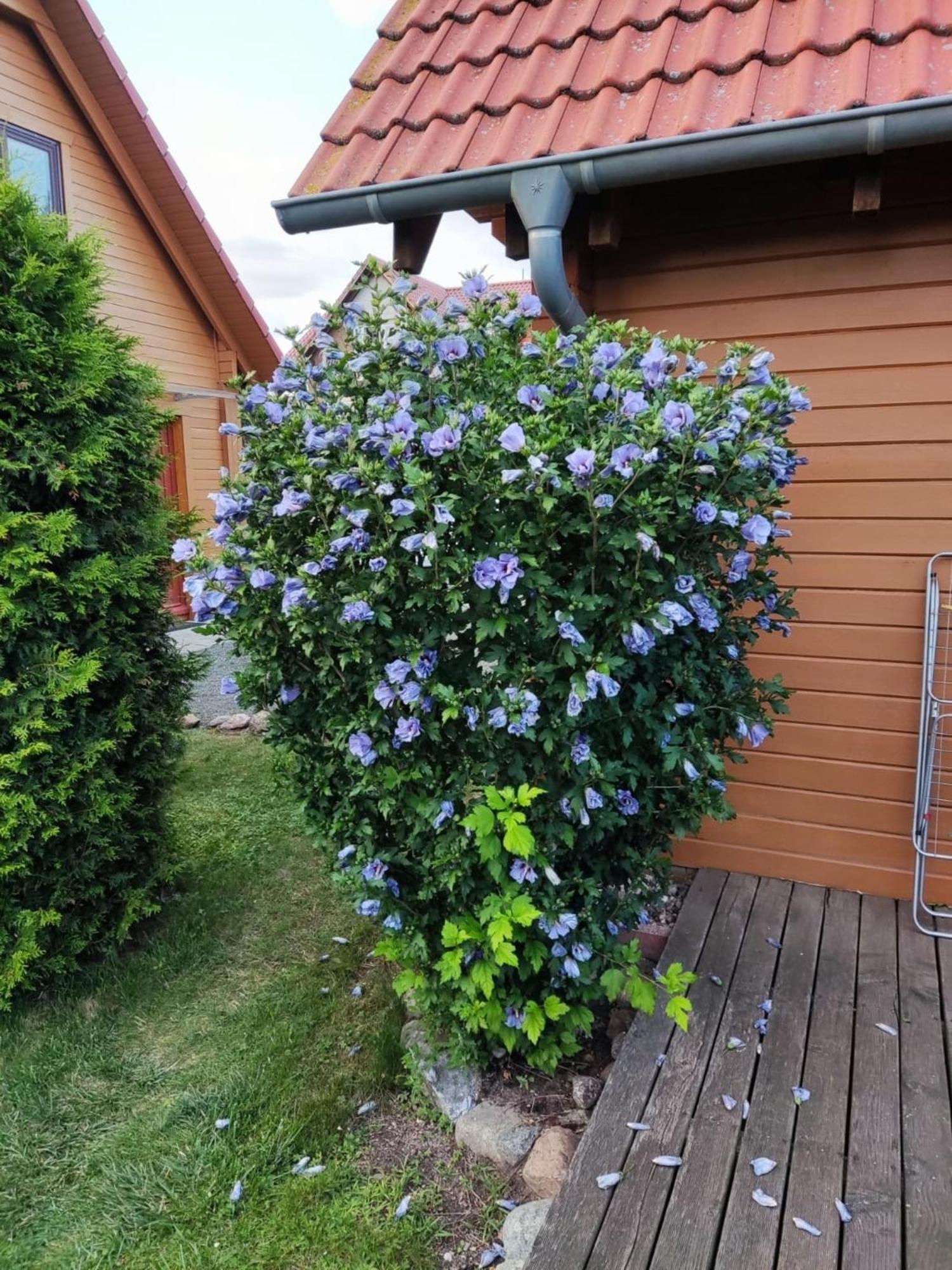 Ferienhaus Bliev-Hee Nr 4 Klink Exterior foto